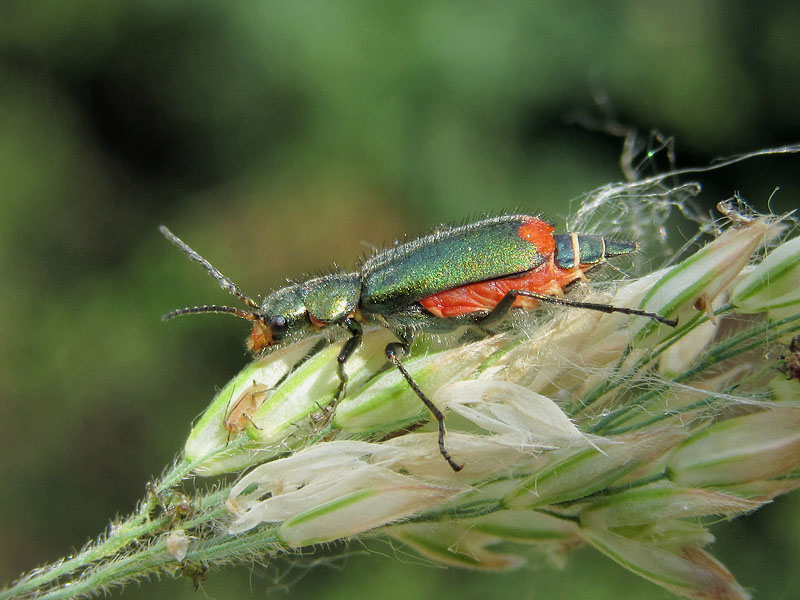 Malachiidae:  Malachius cfr. australis